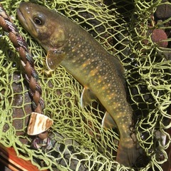 渓流釣り🎣キャンプ⛺️仲間募集❣️ − 岐阜県