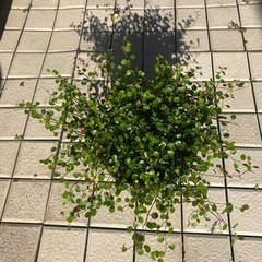 66-ワイヤープランツ　E