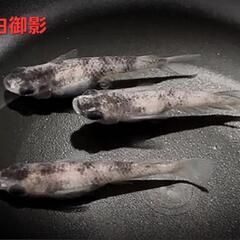 決まりました【改良メダカ】🐠白御影🐠有精卵🐠30個+α🐠の画像