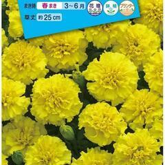 マリーゴールド(黄)の画像