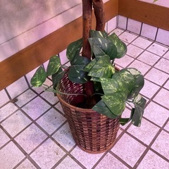 【販売終了】フェイクグリーンの画像