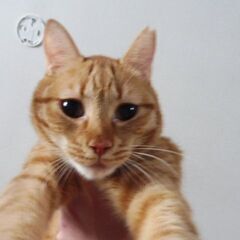 ロンロン　茶トラ　人間大好き　かぎしっぽ　