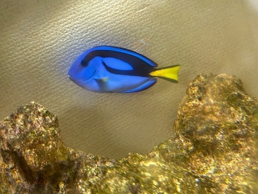 県産ナンヨウハギ ドリー