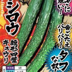 キュウリ苗(四葉系)