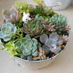 多肉植物　寄せ植え　0507の画像