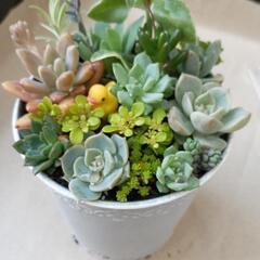 多肉植物　寄せ植え　0507の画像