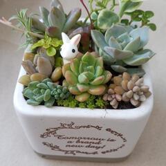 多肉植物　寄せ植え　0507の画像