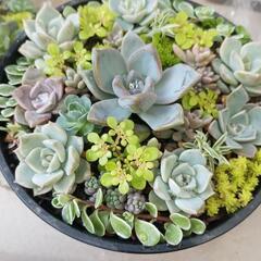 多肉植物　寄せ植え　0507の画像