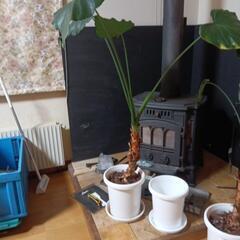 観葉植物お部屋がガラリと変わりますよ！