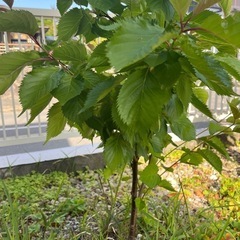 さくらんぼ　佐藤錦