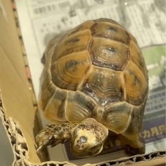3歳ヘルマンリクガメ　里親さん募集