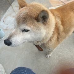 メンタル持ちのグルチャ🐶🐾