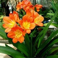 君子蘭　くんしらん 苗 オレンジ 観葉植物