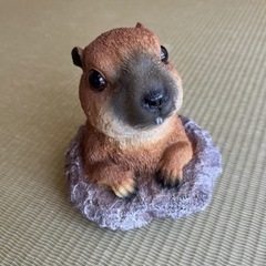 【未使用】プレーリードッグの画像