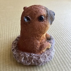 【未使用】プレーリードッグの画像