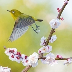 九州カメラ好きグルチャメンバー募集