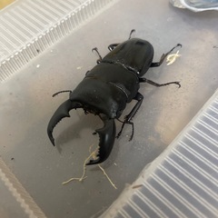 スマトラヒラタクワガタ　ペア