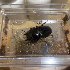 スマトラヒラタクワガタ　ペアの画像