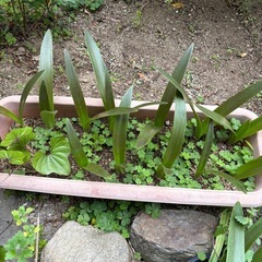 君子蘭　くんしらん 苗 オレンジ 観葉植物 1鉢