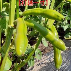 No.136　超絶品‼️①激旨ソラ豆【打越一寸】1袋60粒強入り✕3袋＝1200円(1袋400円)‼️相場道の駅1袋780円～＋税‼新鮮採れたて‼の画像