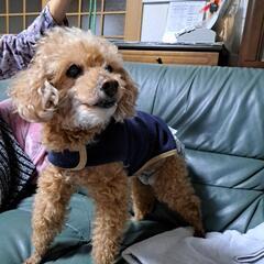 老犬11才　トイプードル