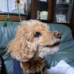 老犬11才　トイプードル - 鹿嶋市