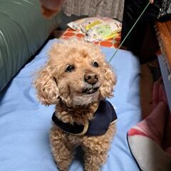 老犬11才　トイプードル − 茨城県