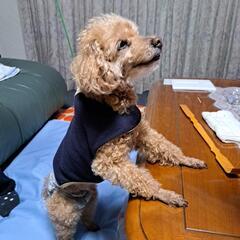 老犬11才　トイプードル - 里親募集