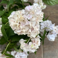 ⑥紫陽花
