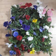 花苗5株組み合わせ自由
