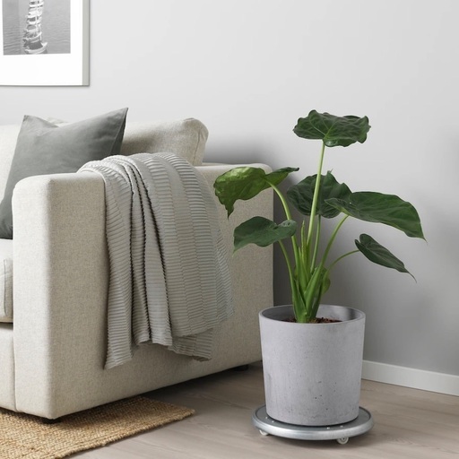 Inter Livax ビッグフロアクッション