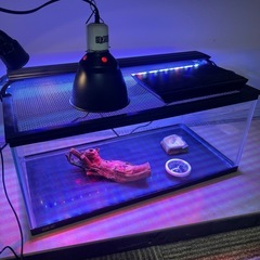 爬虫類飼育セット　マリーナ水槽LOWの画像