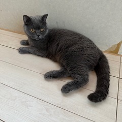 ブリティッシュショートヘアー6歳
