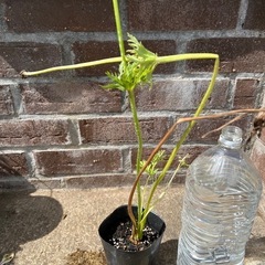 アネモネ ミストラル 園芸花植物ガーデニング