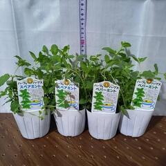 ミントのセット2種 4苗の画像
