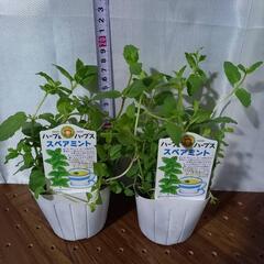 ミントのセット2種 4苗の画像