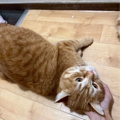 マンチカン　