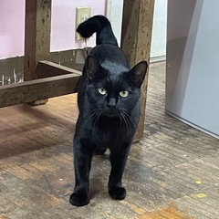 保護猫の親子です。黒猫ママとハチワレ♀子どもです。