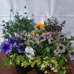 寄せ植え豪華8苗セット