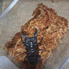 スマトラオオヒラタペアの画像