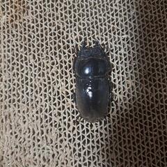 スマトラオオヒラタペアの画像