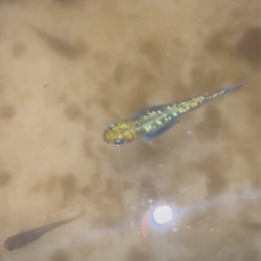 夜桜ゴールド　稚魚5匹の画像