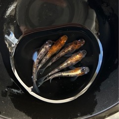 【三色ラメ体外光メダカ】有精卵10＋aの画像