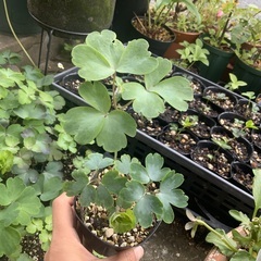オダマキの画像
