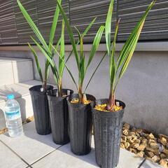 ココスヤシの苗　1本1000円  4年目くらいです。の画像