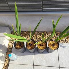 ココスヤシの苗　1本1000円  4年目くらいです。の画像