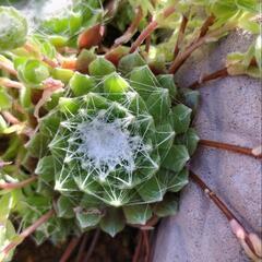 ☆多肉植物　センペルビウム