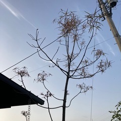 ボトルツリー　ブラキキトンの画像