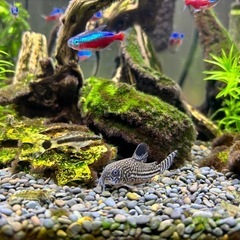 熱帯魚　コリドラスジュリーの画像