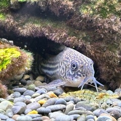 熱帯魚　コリドラスジュリーの画像